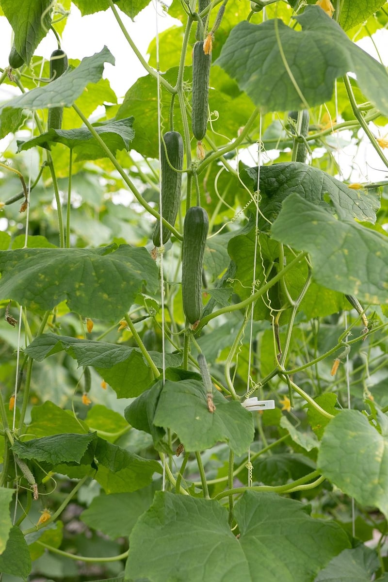 Vertical Vegetable Garden