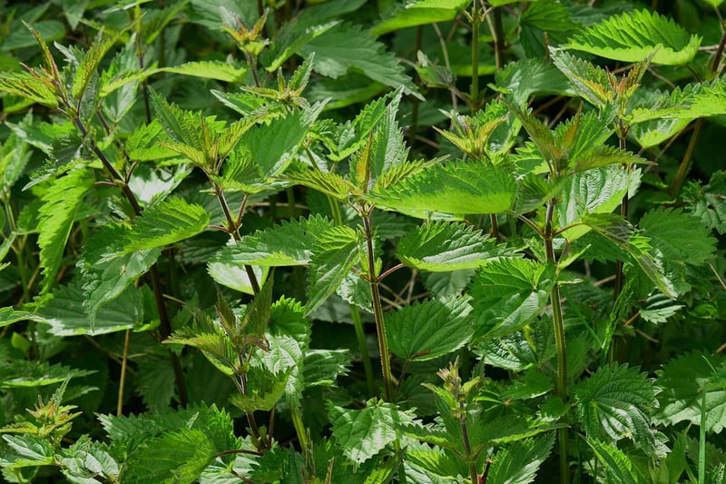 Herb Garden Trellis