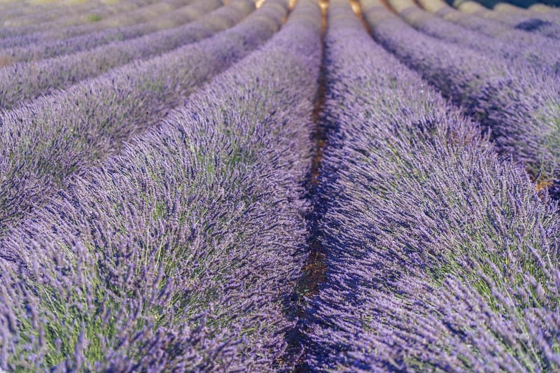 Aromatic Garden